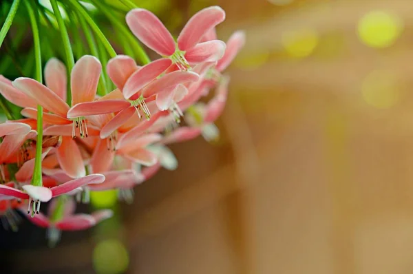 Fondo Flores Rosadas Naturaleza Hermosa Tonificación Diseño Primavera Naturaleza Plantas —  Fotos de Stock