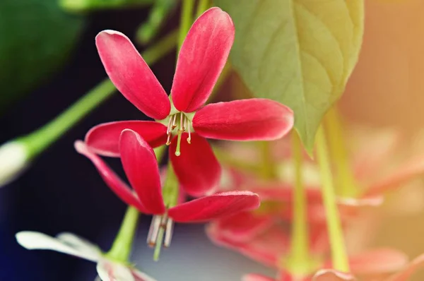 Pink Flowers Background Nature Beautiful Toning Design Spring Nature Sun — Stock Photo, Image