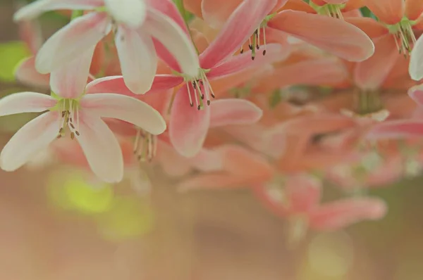 Pink Flowers Background Nature Beautiful Toning Design Spring Nature Sun — Stock Photo, Image