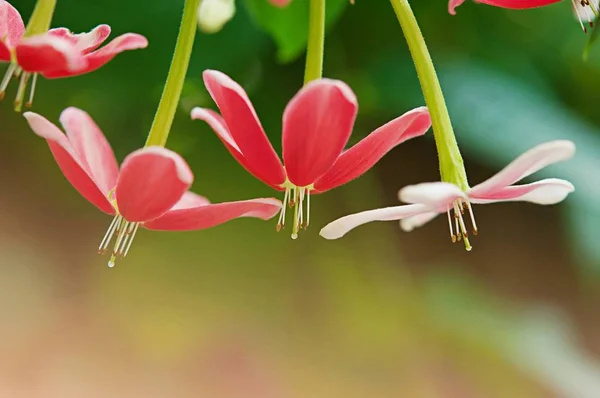 粉红的花朵背景 自然美丽 柔和的设计 春天的自然 阳光植物 — 图库照片