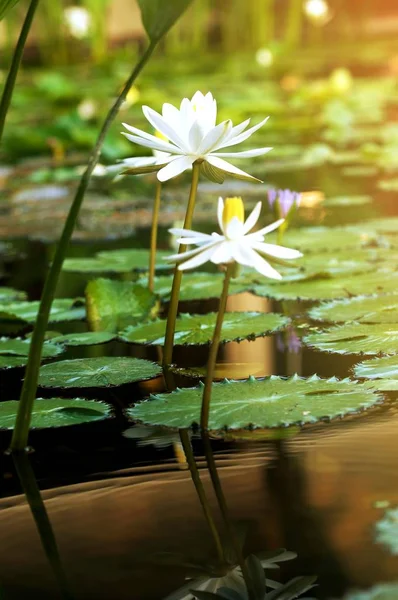 Fiore Loto Fioritura Estate Fiore Loto Bianco Nel Parco Foglie — Foto Stock