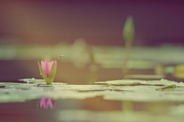 Fleur Lotus Été Lotus Blanc Fleurit Dans Parc Les Feuilles — Photo