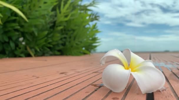 庭と青空を背景に地面に美しいプルメリアの白い色 地面に落ちた花 テキストのためのコピースペースでポストカードを作成する — ストック動画