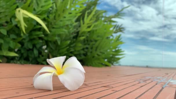 庭と青空を背景に地面に美しいプルメリアの白い色 地面に落ちた花 テキストのためのコピースペースでポストカードを作成する — ストック動画