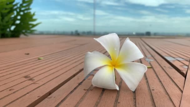 Vacker Plumeria Vit Färg Marken Med Trädgård Och Blå Himmel — Stockvideo