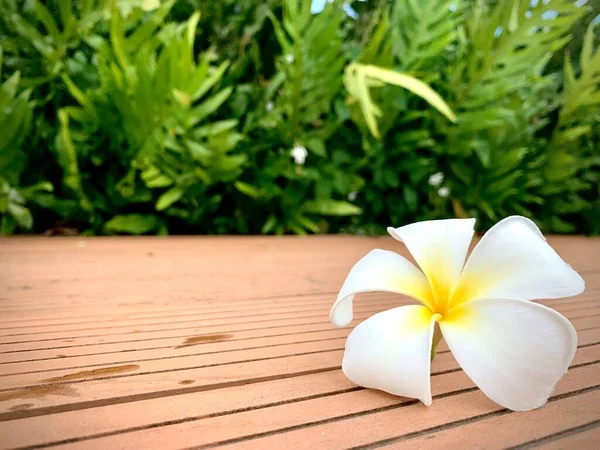 Une Belle Couleur Blanche Plumeria Sur Sol Avec Jardin Fond — Photo