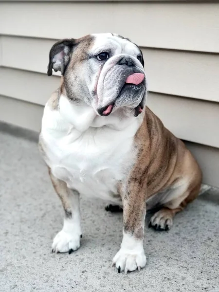 Boring Face English Bulldog Tongue Sticking Out Front Portrait Wooden — Stock Photo, Image