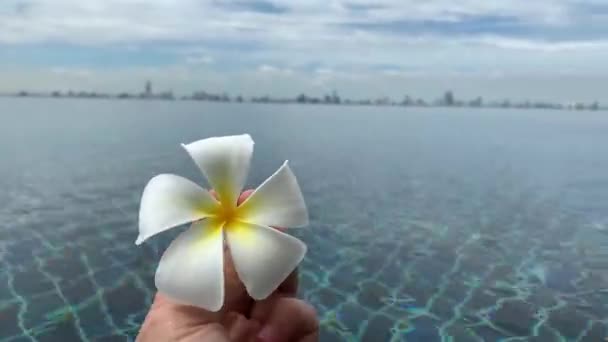 Krásná Plumeria Bílá Barva Zemi Zahradou Modrým Pozadím Oblohy Květina — Stock video