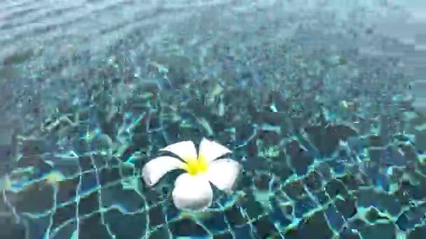 Une Belle Couleur Blanche Plumeria Sur Sol Avec Jardin Fond — Video