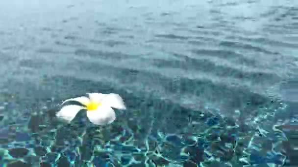 Een Mooie Plumeria Witte Kleur Grond Met Tuin Blauwe Lucht — Stockvideo