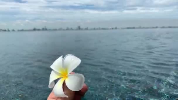 Gyönyörű Plumeria Fehér Szín Földön Kert Kék Háttér Virág Földre — Stock videók
