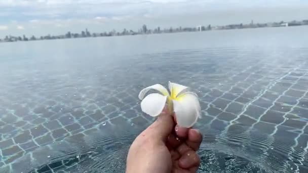 Een Mooie Plumeria Witte Kleur Grond Met Tuin Blauwe Lucht — Stockvideo