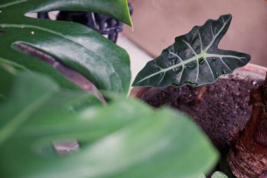 Tropik bitki yapraklarına, yeşil yaprakların dokusuna terastaki saksıdaki canavar yaprağına, binadaki bahçeye ve büyüyen canavar yaprağına odaklan.