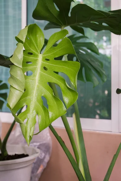 Focus Tropisch Plantenblad Textuur Van Groene Bladeren Monsterablad Bloempot Het — Stockfoto