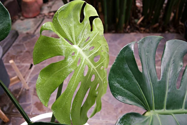 Konzentration Auf Die Blätter Tropischer Pflanzen Textur Grüner Blätter Monstera — Stockfoto
