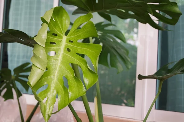 Focando Nas Folhas Tropicais Planta Textura Das Folhas Verdes Folha — Fotografia de Stock