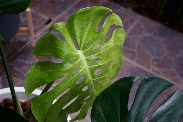 Centrándose Las Hojas Plantas Tropicales Textura Hojas Verdes Hoja Monstera — Foto de Stock