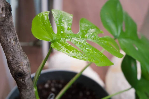 Focus Tropisch Plantenblad Textuur Van Groene Bladeren Monsterablad Bloempot Het — Stockfoto