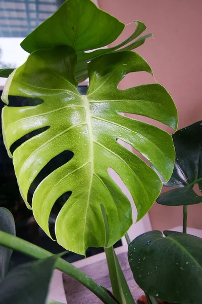 Focusing Tropical Plant Leaves Texture Green Leaves Monstera Leaf Flowerpot — Stock Photo, Image