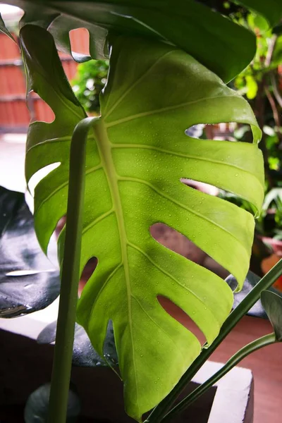 Focando Nas Folhas Tropicais Planta Textura Das Folhas Verdes Folha — Fotografia de Stock