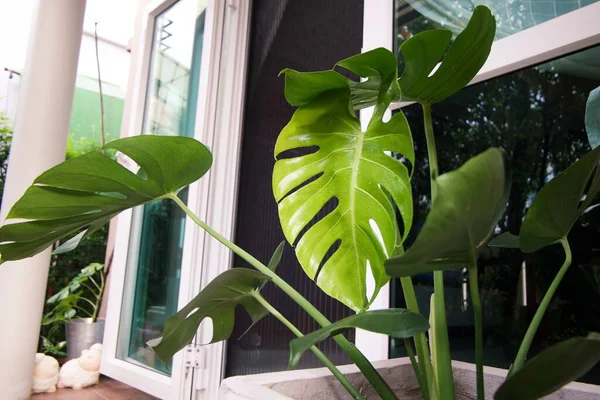 Focus Tropisch Plantenblad Textuur Van Groene Bladeren Monsterablad Bloempot Het — Stockfoto