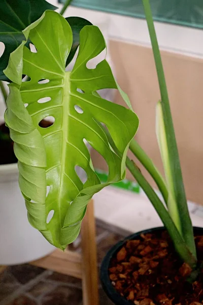 Koncentracja Liściach Tropikalnych Roślin Tekstura Zielonych Liści Liść Monstera Doniczce — Zdjęcie stockowe