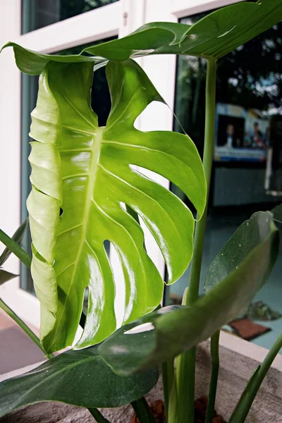 Centrándose Las Hojas Plantas Tropicales Textura Hojas Verdes Hoja Monstera — Foto de Stock