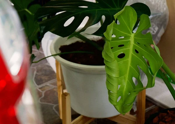 Konzentration Auf Die Blätter Tropischer Pflanzen Textur Grüner Blätter Monstera — Stockfoto