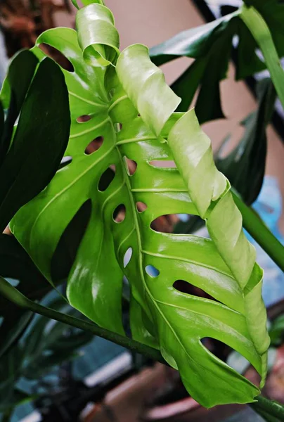 Concentrându Frunzele Plantelor Tropicale Textura Frunzelor Verzi Frunze Monstera Ghiveci — Fotografie, imagine de stoc