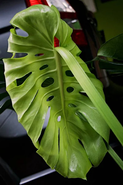 Koncentracja Liściach Tropikalnych Roślin Tekstura Zielonych Liści Liść Monstera Doniczce — Zdjęcie stockowe