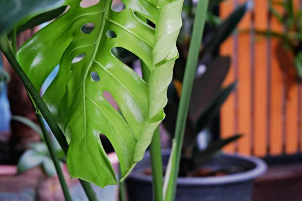 Tropik bitki yapraklarına, yeşil yaprakların dokusuna terastaki saksıdaki canavar yaprağına, binadaki bahçeye ve büyüyen canavar yaprağına odaklan.