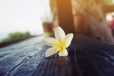 Yumuşak güneş ışığı, rahatlama ve barışçıl konseptle ahşap masada Frangipani çiçeği