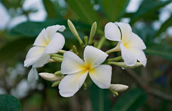 Λευκό Frangipani Φύλλα Λευκό Φτέρα Plumeria Flowers Λευκό Φτέρωμα Στο — Φωτογραφία Αρχείου