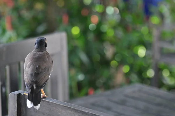 Comune Mynah Acridotheres Javanicus Cerca Cibo Sul Tavolo Durante Visita — Foto Stock