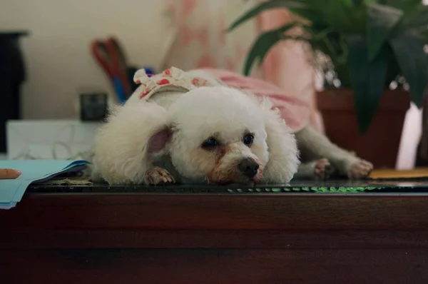 Dog Cute Poodle Sitting Car Seat Car Wait Travel Trip — Stock Photo, Image