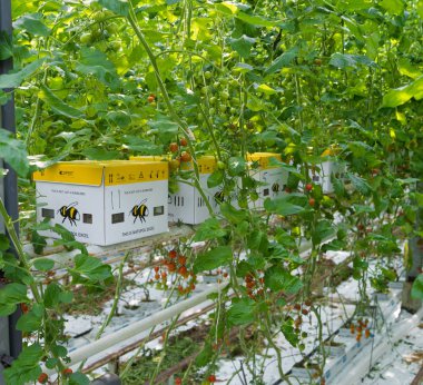 Klazienaveen, Hollanda - 1 Nisan 2017: Biyolojik pest kontrol bumblebees içinde bir sera domates ile
