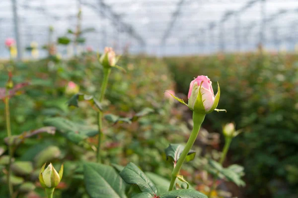 Anbau Von Rosa Rosen Gewächshaus — Stockfoto