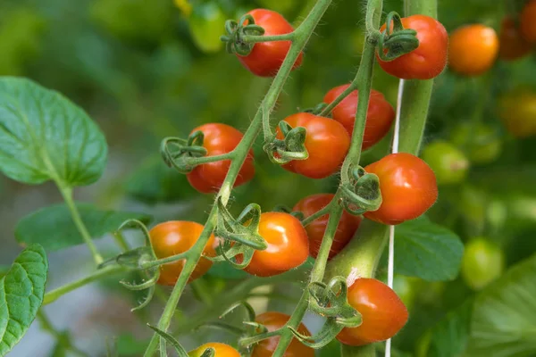 Mogna Och Gröna Tomater Kommersiella Växthus Nederländerna — Stockfoto