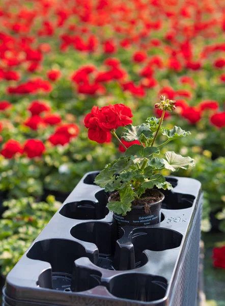 Cultivation Red Geraniums Commercial Greenhouse — Stock Photo, Image