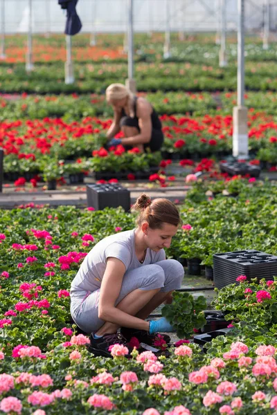Klazienaveen Netherlands April 2017 Unknown Female Polish Seasonal Workers Commercial — Stock Photo, Image
