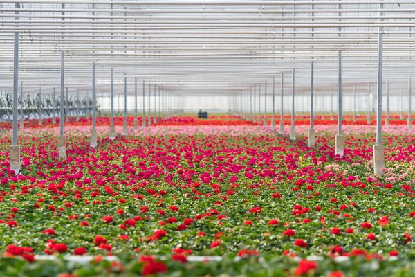 Serra Commerciale Piena Fiori Fiore — Foto Stock