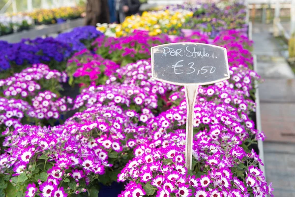 Serra Olandese Che Vende Bellissimi Fiori Fiore — Foto Stock