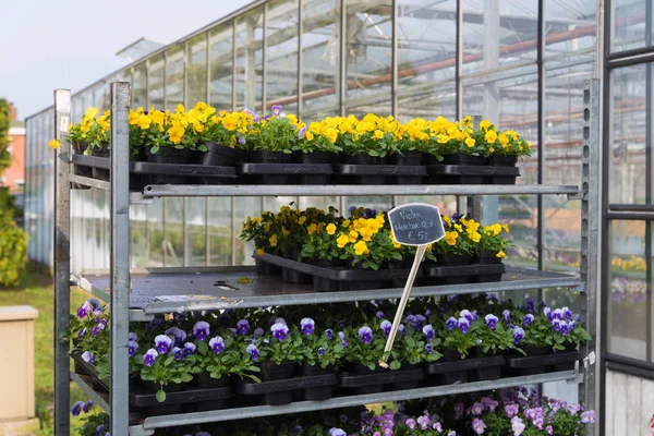 Dutch Greenhouse Selling Blooming Violins — Stock Photo, Image