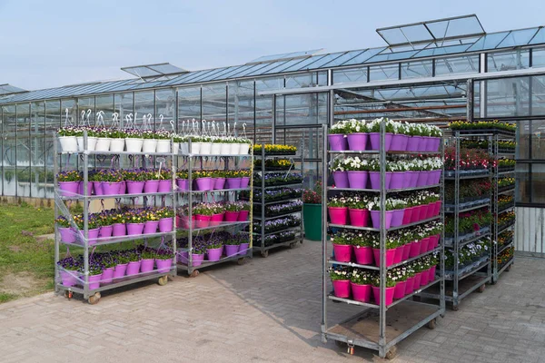 オランダの温室効果が美しく咲く花を販売 — ストック写真