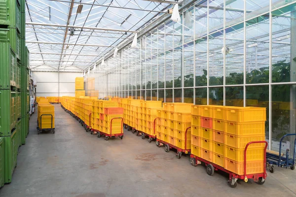 Narancssárga Ládákat Üvegházhatást Okozó Arra Vár Hogy Zöldségek Gyümölcsök Tele — Stock Fotó