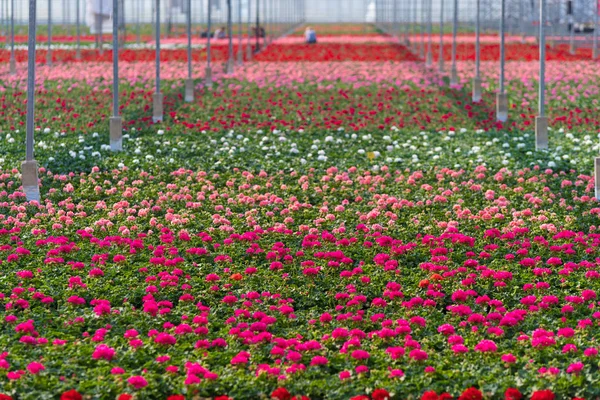 满花盛开的商业温室 — 图库照片