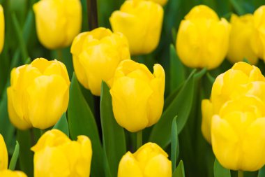 güzel çiçek sarı laleler portre