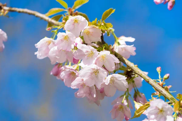 Belas Flores Cereja Rosa Contra Céu Azul Agradável — Fotografia de Stock