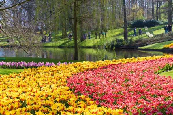 Tulipani Fiore Nel Famoso Parco Keukenhof Nei Paesi Bassi — Foto Stock