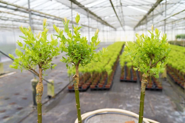 Grafting Young Willow Trees Greenhouse — Stock Photo, Image